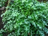 Rounded spreading habit