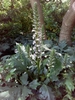 Spreading habit in bloom