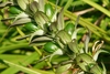 Green oval seeds on a spike