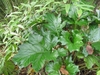 Closeup of dark green glossy deeply lobed large leaves