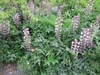 mounding habit of long-stalked, basal foliage & flower spikes
