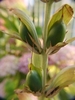 Green egg-shaped seeds on a vertical spike