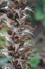 Dry brown oval seed pods on a vertical spike