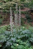 Clump-forming habit with foliage and bold flower spikes