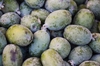 Green egg-shaped fruits