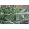 Ovate leathery green opposite leaves on a stem