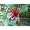 Fleshy purple/white sepals and red stamens with yellow pollen