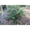Open habit of a young plant