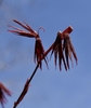 Emerging leaves in April are a deep vibrant red deeply lobed