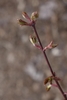 Crimson stem with opposite green-crimson leaf Buds in March