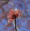 Red flower calyx and sepals