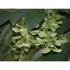 Profusion of light green winged nutlets (samaras) on stems