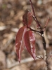 Young lanceolate red glossy leaves at the stem tip