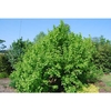 Rounded multi-stem shrub-like habit