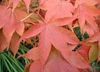 Red-orange opposite leaves & red petioles in fall