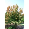 Acer tataricum subsp. ginnala 'Red Wing' form