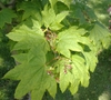 Leaves and small flowers of the vine maple
