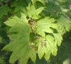 Palmated opposite green leaves