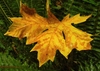 A yellow & shades of brown leaf in fall