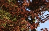 Backlit leaves, branches & stems in Fall
