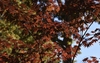 Backlit red-burgundy leaves, branches & stems in Fall