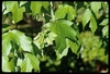 Leaves and a cluster of green samaras on long green stalks