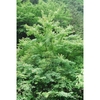 Open habit of a mature tree.
