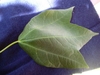 Trident shaped green leaves