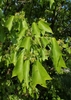 Inflorescence
