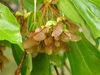 Winged sumara fruits