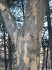 Large flakey grey bark on a portion of a tree trunk