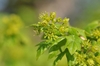 Green male flowers