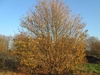 Rounded habit with bare branches and yellow leaves in fall