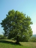 Partly dense rounded habit with green leave