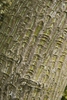 Bark showing islands of olive-green & longitudinal brown furrows
