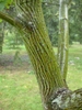 Longitudinal olivegreen bark with white stripes & brown furrows.
