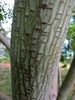 Smooth light-olive bark with small tears & longitudinal ridges.
