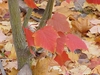Red obovate opposite leaves in fall,