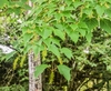 Obovate trident opposite leaves & pendulous green/white flowers.