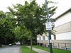 Open habit of a medium-size tree on an urban roadside
