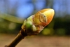 Orange/yellow egg-shaped leaf bud with green at the stem tip.