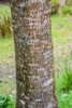 Longitudinally mottled white & light brown smooth bark