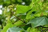 Corymbs of yellowish-green flowers at the stem tips.