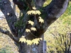 Palmately lobed yellow leaves in fall & moss covered bark.