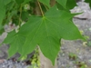 Closeup of a palmately lobed green leaf.