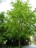 Mature tree in a park with a rounded open habit.