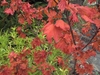 Reddish orange leaves on stem in fall
