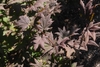Burgundy/brown cordate opposite leaves with 7 lobes.