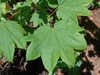 Closeup of emerald, green cordate opposite leaves with 7 lobes.