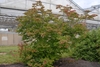 Open upright habit of a young tree